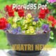 Plor4d85 Pot